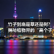 竹子到底是草还是树?揭秘植物界的“高个子草(图2) 竹子到底是草还是树?揭秘植物界的“高个子草(图2)