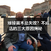 嫁接苗木总失败?不成活的三大原因揭秘(图4) 嫁接苗木总失败?不成活的三大原因揭秘(图4)