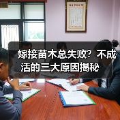 嫁接苗木总失败?不成活的三大原因揭秘(图1) 嫁接苗木总失败?不成活的三大原因揭秘(图1)