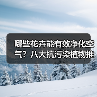 哪些花卉能有效净化空气?八大抗污染植物推荐(图3) 哪些花卉能有效净化空气?八大抗污染植物推荐(图3)
