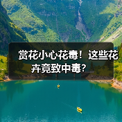 赏花小心花毒!这些花卉竟致中毒?(图1) 赏花小心花毒!这些花卉竟致中毒?(图1)