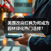 美国改良红枫为何成为园林绿化热门选择?(图2) 美国改良红枫为何成为园林绿化热门选择?(图2)