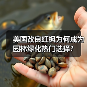 美国改良红枫为何成为园林绿化热门选择?(图4) 美国改良红枫为何成为园林绿化热门选择?(图4)