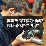 美国改良红枫为何成为园林绿化热门选择?(图1) 美国改良红枫为何成为园林绿化热门选择?(图1)