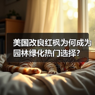 美国改良红枫为何成为园林绿化热门选择?(图3) 美国改良红枫为何成为园林绿化热门选择?(图3)