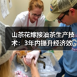 山茶花嫁接油茶生产技术：3年内提升经济效益的关键（图2）