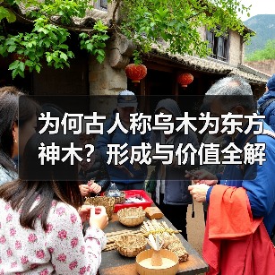 乌木的形成原理与价值解析，为何被称为植物