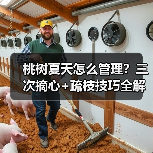 桃树夏天怎么管理?三次摘心+疏枝技巧全解析(图4) 桃树夏天怎么管理?三次摘心+疏枝技巧全解析(图4)