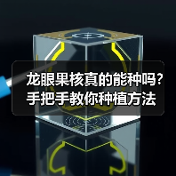 龙眼果核真的能种吗?手把手教你种植方法(图2) 龙眼果核真的能种吗?手把手教你种植方法(图2)