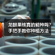 龙眼果核真的能种吗?手把手教你种植方法(图4) 龙眼果核真的能种吗?手把手教你种植方法(图4)