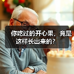 你吃过的开心果,竟是这样长出来的?(图2) 你吃过的开心果,竟是这样长出来的?(图2)