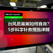 台风后苗圃如何自救？5步科学补救措施详解（图1）