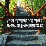 台风后苗圃如何自救？5步科学补救措施详解（图4）