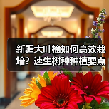新疆大叶榆如何高效栽培?速生树种种植要点全解析(图1) 新疆大叶榆如何高效栽培?速生树种种植要点全解析(图1)