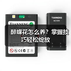 醉蝶花怎么养?掌握技巧轻松绽放(图1) 醉蝶花怎么养?掌握技巧轻松绽放(图1)