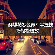 醉蝶花怎么养?掌握技巧轻松绽放(图4) 醉蝶花怎么养?掌握技巧轻松绽放(图4)