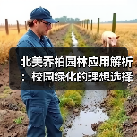 北美乔柏园林应用解析：校园绿化的理想选择（图2）