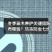 冬季苗木养护关键措施有哪些?防冻防虫七步走(图3) 冬季苗木养护关键措施有哪些?防冻防虫七步走(图3)