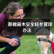 新栽苗木安全越冬管理办法(图4) 新栽苗木安全越冬管理办法(图4)
