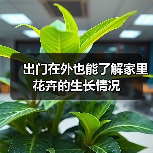 出门在外也能了解家里花卉的生长情况(图1) 出门在外也能了解家里花卉的生长情况(图1)