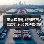 无需设备也能判断苗木健康?五步方法教你识别病态(图3) 无需设备也能判断苗木健康?五步方法教你识别病态(图3)