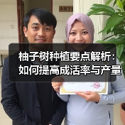 柚子树种植要点解析:如何提高成活率与产量(图1) 柚子树种植要点解析:如何提高成活率与产量(图1)
