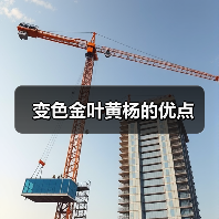 四季金黄美如画！变色金叶黄杨为何优于金叶