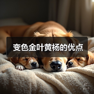 变色金叶黄杨的优点(图3) 变色金叶黄杨的优点(图3)