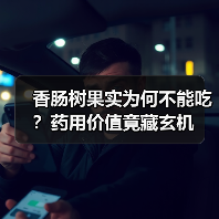香肠树果实为何不能吃?药用价值竟藏玄机(图2) 香肠树果实为何不能吃?药用价值竟藏玄机(图2)