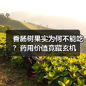 香肠树果实为何不能吃?药用价值竟藏玄机(图1) 香肠树果实为何不能吃?药用价值竟藏玄机(图1)