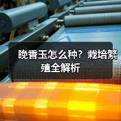 晚香玉怎么种?栽培繁殖全解析(图2) 晚香玉怎么种?栽培繁殖全解析(图2)