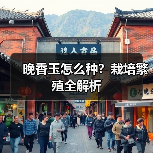 晚香玉怎么种?栽培繁殖全解析(图1) 晚香玉怎么种?栽培繁殖全解析(图1)