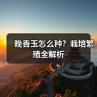晚香玉怎么种?栽培繁殖全解析(图3) 晚香玉怎么种?栽培繁殖全解析(图3)