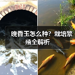 晚香玉怎么种?栽培繁殖全解析(图4) 晚香玉怎么种?栽培繁殖全解析(图4)