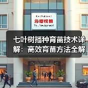 七叶树播种育苗技术详解:高效育苗方法全解析(图2) 七叶树播种育苗技术详解:高效育苗方法全解析(图2)