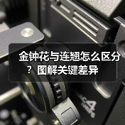金钟花与连翘怎么区分?图解关键差异(图1) 金钟花与连翘怎么区分?图解关键差异(图1)