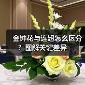 金钟花与连翘怎么区分?图解关键差异(图2) 金钟花与连翘怎么区分?图解关键差异(图2)