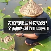 黄柏有哪些神奇功效？全面解析其作用与应用（图2）
