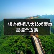 银杏栽植八大技术要点掌握全攻略(图3) 银杏栽植八大技术要点掌握全攻略(图3)