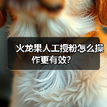 火龙果人工授粉怎么操作更有效？（图4）