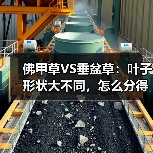 佛甲草VS垂盆草:叶子形状大不同,怎么分得清?(图2) 佛甲草VS垂盆草:叶子形状大不同,怎么分得清?(图2)