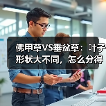 佛甲草VS垂盆草:叶子形状大不同,怎么分得清?(图1) 佛甲草VS垂盆草:叶子形状大不同,怎么分得清?(图1)