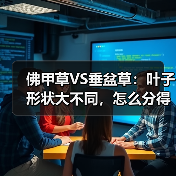 佛甲草VS垂盆草:叶子形状大不同,怎么分得清?(图3) 佛甲草VS垂盆草:叶子形状大不同,怎么分得清?(图3)