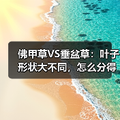 佛甲草VS垂盆草:叶子形状大不同,怎么分得清?(图4) 佛甲草VS垂盆草:叶子形状大不同,怎么分得清?(图4)