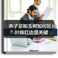 燕子掌和玉树如何区分?叶缘红边是关键(图1) 燕子掌和玉树如何区分?叶缘红边是关键(图1)