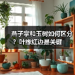 燕子掌和玉树如何区分?叶缘红边是关键(图2) 燕子掌和玉树如何区分?叶缘红边是关键(图2)