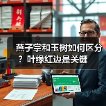 燕子掌和玉树如何区分?叶缘红边是关键(图3) 燕子掌和玉树如何区分?叶缘红边是关键(图3)