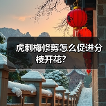 虎刺梅修剪怎么促进分枝开花?(图2) 虎刺梅修剪怎么促进分枝开花?(图2)