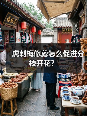 虎刺梅修剪怎么促进分枝开花?(图1) 虎刺梅修剪怎么促进分枝开花?(图1)