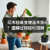 花木枝条变硬是木质化?图解过程轻松理解(图1) 花木枝条变硬是木质化?图解过程轻松理解(图1)
